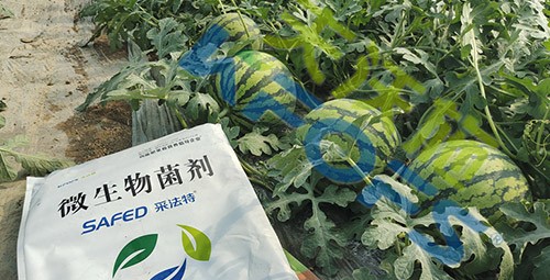 西瓜用微生物菌劑，能達(dá)到什么效果？