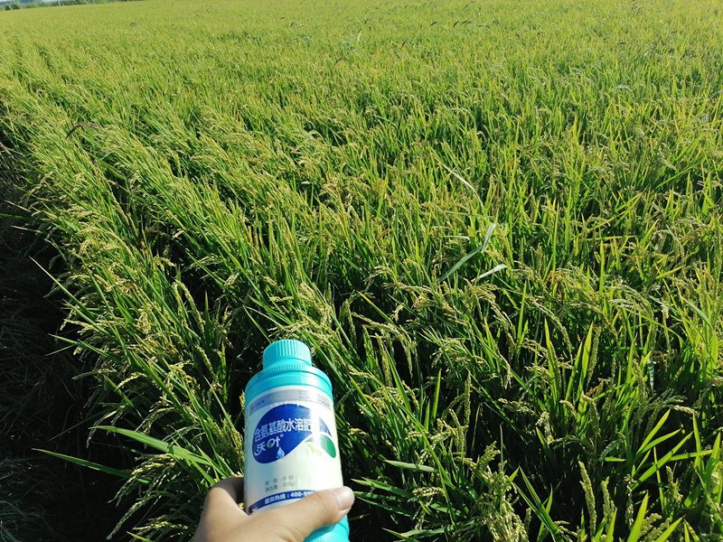 氨基酸水溶肥-水稻用沃葉氨基酸水溶肥效果1.jpg