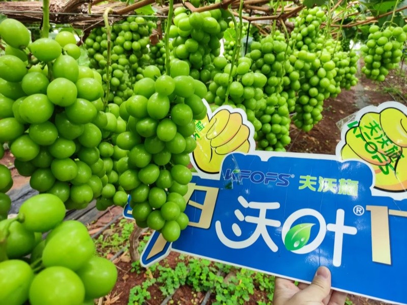 水溶肥選對了，葡萄種植不用愁